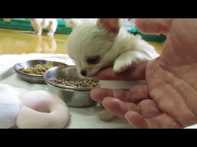 動画