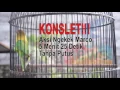 Download Lagu KONSLET!!! Aksi Ngekek Love Bird Marco 5 Menit 25 Detik Tanpa Putus