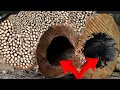Download Lagu menakutkan, menggergaji kayu jati tua seperti mata iblis di tempat penggergajian kayu