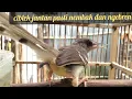 Download Lagu SUARA CIBLEK BETINA MEMANGGIL CIBLEK JANTAN @Hoby Gacor CHANNEL