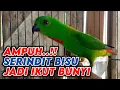 Download Lagu SERINDIT GACOR NEMBAK, PANCINGAN SERINDIT AGAR BUNYI