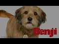 Benji (2018) Theme Song: "Almost Home." 🐶💚