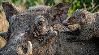 mongooses clean huge ticks off warthog