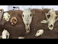 Discover at Home Intro to Mammal Skull Identification