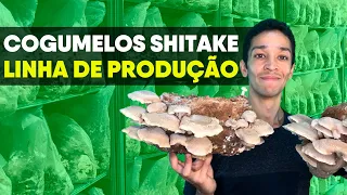 COMO FUNCIONA? PRODUÇÃO DE COGUMELOS SHITAKE EM BLOCOS