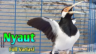 Download Pancingan Jalak Suren Auto NYAUT Full VARIASI Buat Masteran Suara Burung Jalak Agar Gacor Full Isian MP3