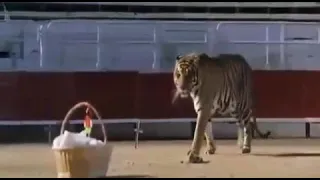 مهرجان جرا ايه يا زمن ظالمني دندنها