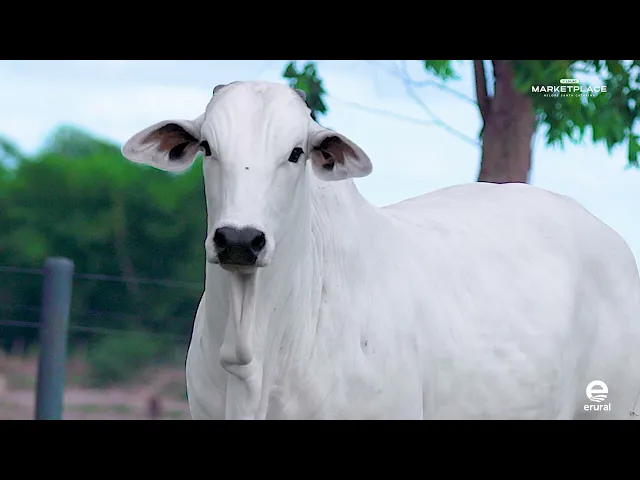 Novilha Nelore MLML - 2193