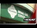 San Antonio Animal Care Services offers 0 adoptions after every Spurs playoff win