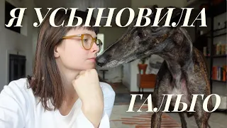Гальго из Испании, усыновление и жизнь с двумя борзыми
