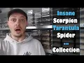 Download Lagu Biggest scorpion and spider collection - Skorpionzucht Stockmann