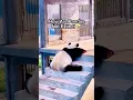 How Are Pandas Not Extinct