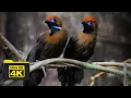 Download Lagu FLUFFY-BACKED TIT-BABBLER CALL | BIRDS OF BORNEO | YCLEE PHOTOGRAPHY