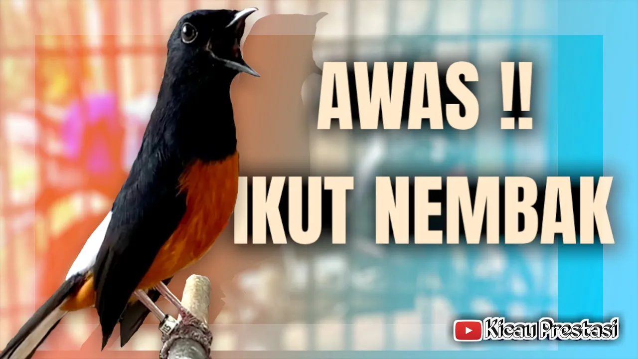 MURAI BATU GACOR BONGKAR ISIAN CILILIN KAPAS TEMBAK LOVEBIRD KENARI || WHITE RUMPED SHAMA