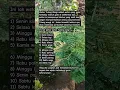 Download Lagu Weton Tulang Wangi (keturunan leluhur sakti) #primbonjawa #wetonjawa #weton #wetonkelahiran #jawa
