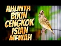 Download Lagu MASTERAN BLACKTHROAT GACOR SUARA JERNIH bikin KENARI PAUD CEPET BUNYI CENGKOK MEWAH terbaik