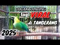 Lagu CUCAK RANTING GACOR TERBARU 2025 _ SUARA TARUNG FULL ISIAN