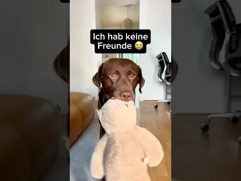 POV dein HUND hat keine FREUNDE π