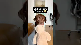 POV dein HUND hat keine FREUNDE 😭