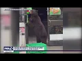 Bear enters 7-Eleven near Lake Tahoe startling employee