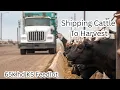 How a 65 000 Head Kansas Feedyard Ships Cattle to Harvest - Fairleigh Feedyard Scott City KS