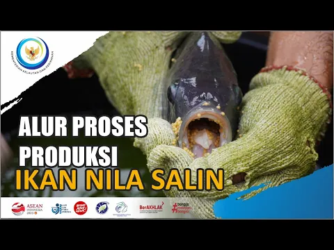Alur Proses Produksi Ikan Nila Salin Sistem Corong