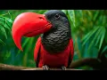 Download Lagu TOP 10 Pájaros Exóticos Más Hermosos del Planeta