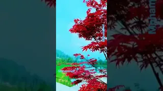  في همس الشجر بلاقي حبيبي وضي القمر بس في حبيبي فايزة    دندنها