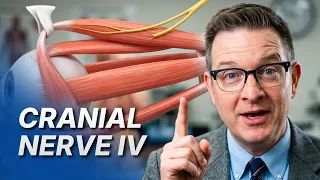 Cranial Nerve IV: Trochlear nerve and Clinical correlations
