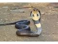 Download Lagu A man's dick bitten by a snake (cobra)