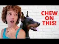 Treats for Dobermans and Aggressive Chewers a Review of Farm Hounds Beef Hide Rolls