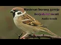 Download Lagu MASTERAN BURUNG GEREJA TARUNG || Audio Jernih Berjeda 1-2 Menit