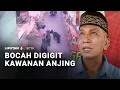 Lagu Bocah Digigit Kawanan Anjing | Liputan 6