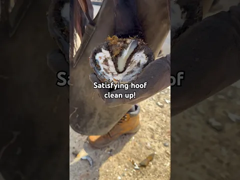 What’s your favourite part of the hoof clean up?