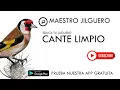 Jilguero - Cante Limpio Mp3 Song Download