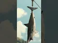 Download Lagu Jurassic World Mosasaurus Feeding HD Movie Clip #jurassicworld #chrispratt #mosasaurus #shark