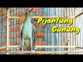 Lagu Suara burung pijantung gunung yang kasar