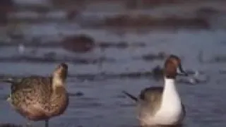 صوت ابو زله 