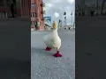 Cute Waddle Duck SirDuckLover