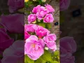 Download Lagu The beautiful Rose Garden at Dunham Massey ✨🌹 #garden #nature #roses #rosegarden #travel