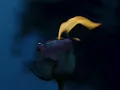 Acid Arab, EDIS - Yaktın Beni (Official Video) (feat. Edis) - Acid Arab