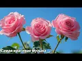 Download Lagu Самая красивая мелодия в мире🌿Хочется слушать вечно🌿Музыка Сергея Грищука