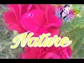 Download Lagu Nature| Rachel Olivia