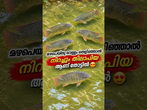 മഴപെയ്തു വെള്ളം തെളിഞ്ഞാൽ നിറച്ചും തിലാപിയ ആണ് തോട്ടിൽ. Big tilapias found in local river #shorts