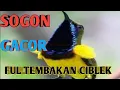 Download Lagu sogon super gacor full bren ciblek