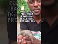 Download Lagu Pangolin Facts - Scale #pangolins #animals #wildlife #animalsanctuary #rescue #pangolin