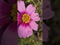 Download Lagu Wait for the end |Dramamine| #shorts #dramamine #flower #plant #trending