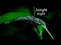 Download Lagu Rainforest sounds - Night in the Amazon jungle