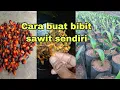 Lagu Cara buat bibit sawit sendiri , mudah dipahami