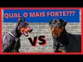 DOBERMAN VS ROTTWEILER QUAL O MAIS FORTE